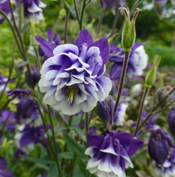 Aquilegia 'Adelaide Addison'