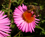 Michaelmas daisies