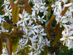 Amelanchier x grandiflora 'Ballerina'