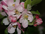 Apple blossom