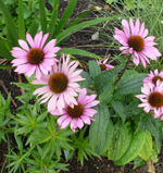 Cone flower