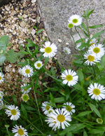 Erigeron karvinskianus (Mexican Fleabane)