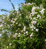 Rambling rose 'Frances E Lester'