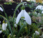 Common Snowdrop Galanthus nivalis