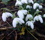 Double Snowdrop Galanthus nivalis 'Flore Pleno'