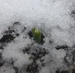 Snowdrop emerging