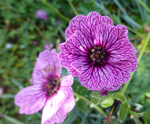 Geraneum cinereum 'Ballerina'