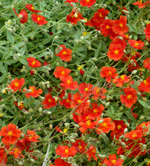 Helianthemum'Tomato Red'