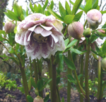 Helleborus x hybridus Cinderella