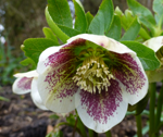 Helleborus orientalis