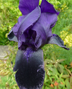 Bearded Iris 'Deep Black'