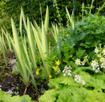 Iris pseudacorus 'Variegata' and Tiarella cordifolia