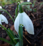 'Lady Beatrice Stanley'