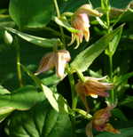 Marsh Helleborine (Epipactis palustris) 