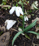 Galanthus 'Mrs Thompson'