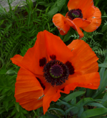 Papaver oriental 'Brilliant'