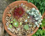 Saxifrages and Sempervivums