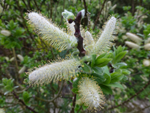 Salix hastata 'Wehrhahnii'