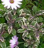 Osteospermum jucundum and Salvia officinalis 'Tricolor'