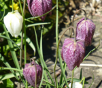 Snakes Head fritillaries