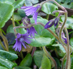 Soldanella villosa (Alpine snowbell)