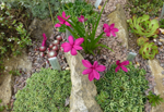 Rhodohypoxis 'Claret'    