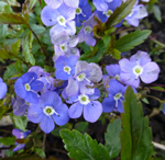 Veronica peduncularis